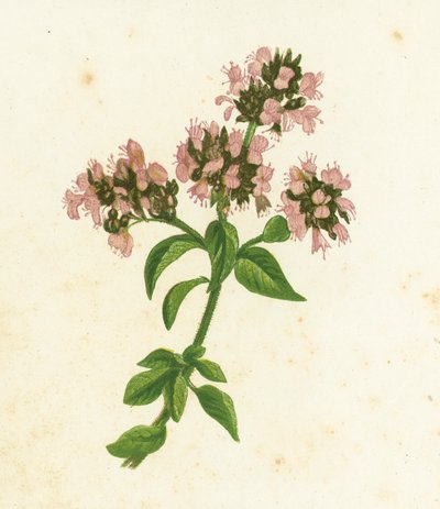 Origanum Vulgare da English School